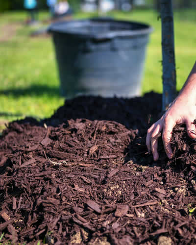 Mulching Around Trees and Plants